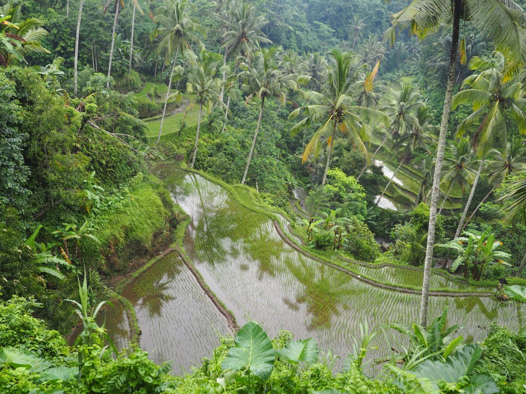 P3132204